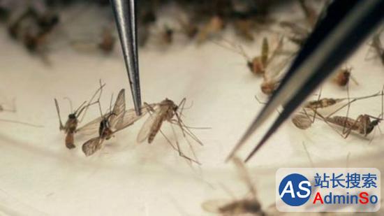 科学家揭秘招蚊体质：皮肤让你成为“美食”